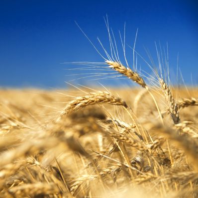 Мордовия получит субсидии на производство зерна