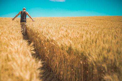 В Башкортостане вырос экспорт зерновых культур