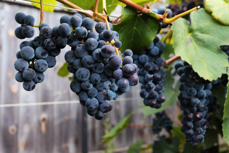 В Тюменской области могут появиться виноградные плантации 
