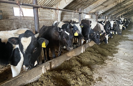 Пензенская область лидирует в ПФО по надою молока