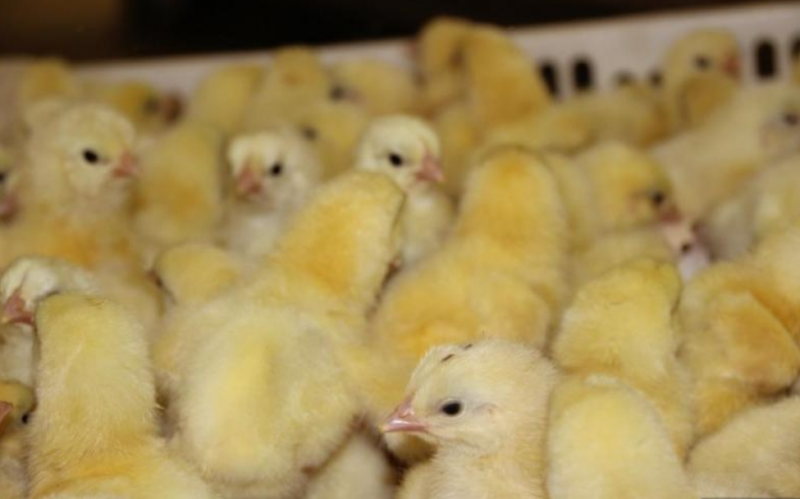 В Свердловской области на базе птицефабрики откроют агроклассы