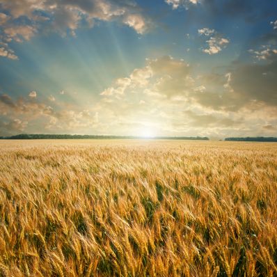 Саратовская область планирует собрать 4,4 млн тонн зерна