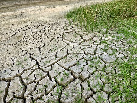 В Новосибирской области почвенная засуха