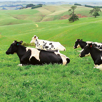 Современные проблемы молочного скотоводства на Урале