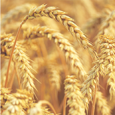 Ученые рассказали, какой сорт пшеницы достигает урожайности 50 ц/га