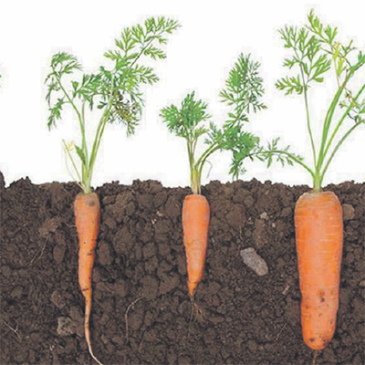 Россельхозцентр рекомендует… Сотрудники Курганского филиала рассказывают о подзимнем посеве моркови