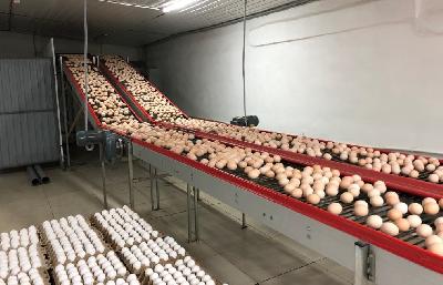 Саратовская область увеличит производство яйца