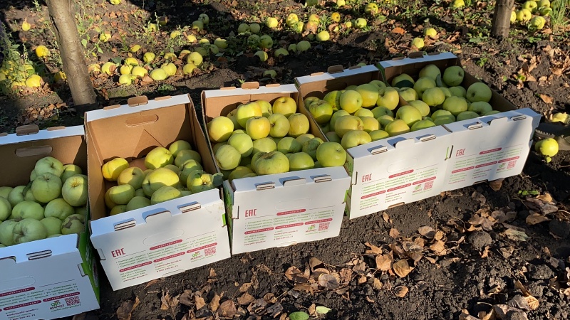 В Пензенской области собрано 5971 тонн яблок