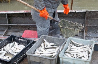 В Казахстане запрет на вывоз рыбы увеличил её переработку
