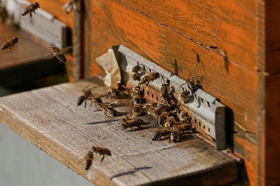 В Башкирии поддержат производство пчелопакетов