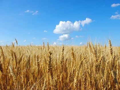 В России посевы зернобобовых культур будут серьезно увеличены