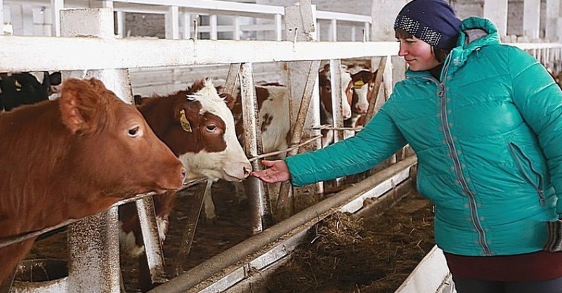 Красноярским фермерам просубсидируют молоко на 329,5 млн рублей