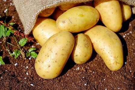 Чувашия – лидер по производству картофеля в ПФО 