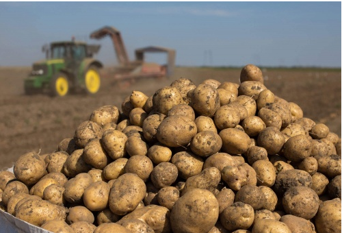 Техника для картофелеводства: что может предложить российское машиностроение