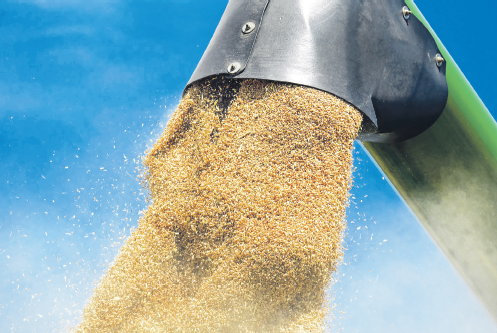 Рынок зерна войдет в паузу – сейчас не до торговли