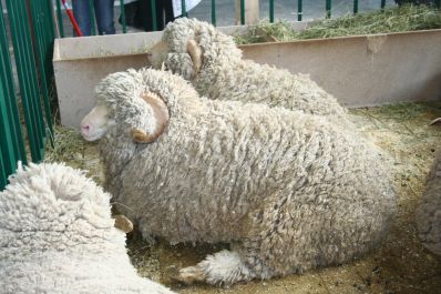 Овцеводство и козоводство: забытый потенциал