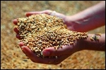 В Курганской области реализация пшеницы 3-го класса идет от 6200 р за тонну