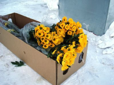 В Новосибирской области обезвредили цветочный трипс