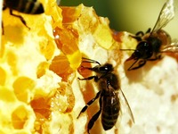 Татарстан повышает квалификацию пчеловодов