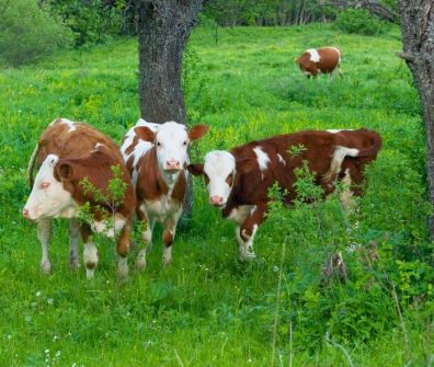 В молочном животноводстве России произошло снижение производства и сократилось поголовье