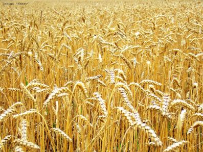 Эксперты сохраняют прогнозы по рынку пшеницы в России, а интерес к интервенциям продолжает снижаться