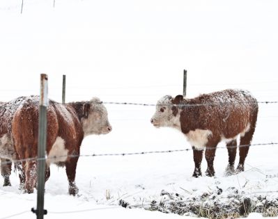 Спасите стадо в морозы: энергетическая батарейка для коров и телят!