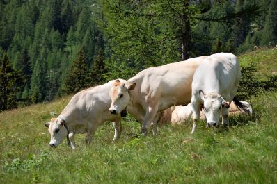 В Новосибирская область планирует увеличить поголовье мясного КРС
