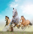 Лошадей чистокровной породы готовят к скачкам на приз Президента РФ