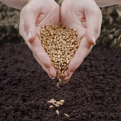 В Казахстане более 80% семян для посевной признаны кондиционными