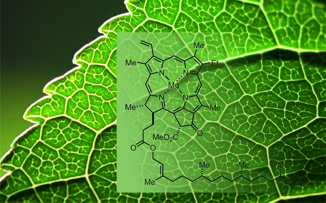 Растительный пигмент хлорофилл. Хлорофилл в листьях. Хлорофилл это в биологии. Хлорофилл GLS.